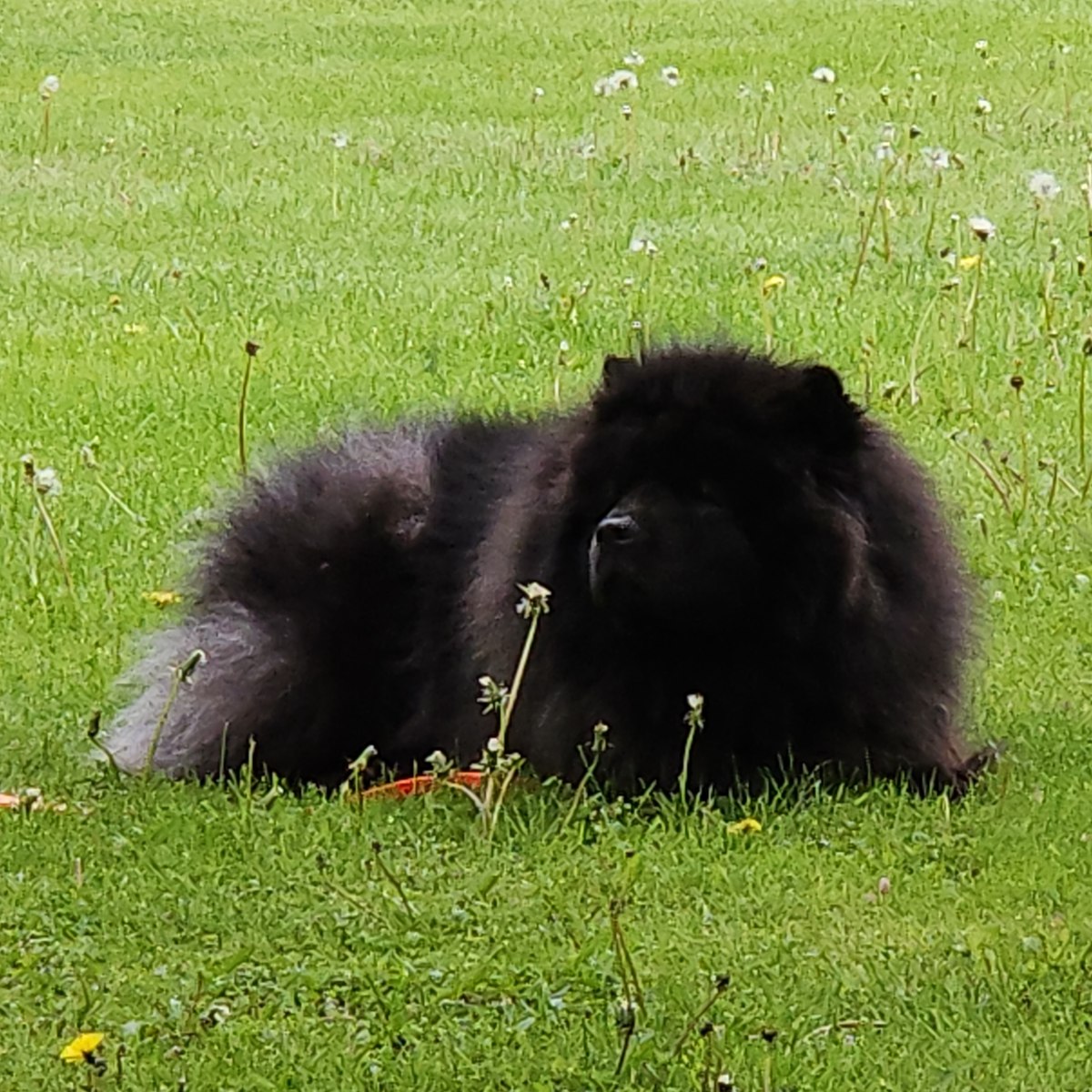 Winston — Katy's campaign manager at Lowville Park